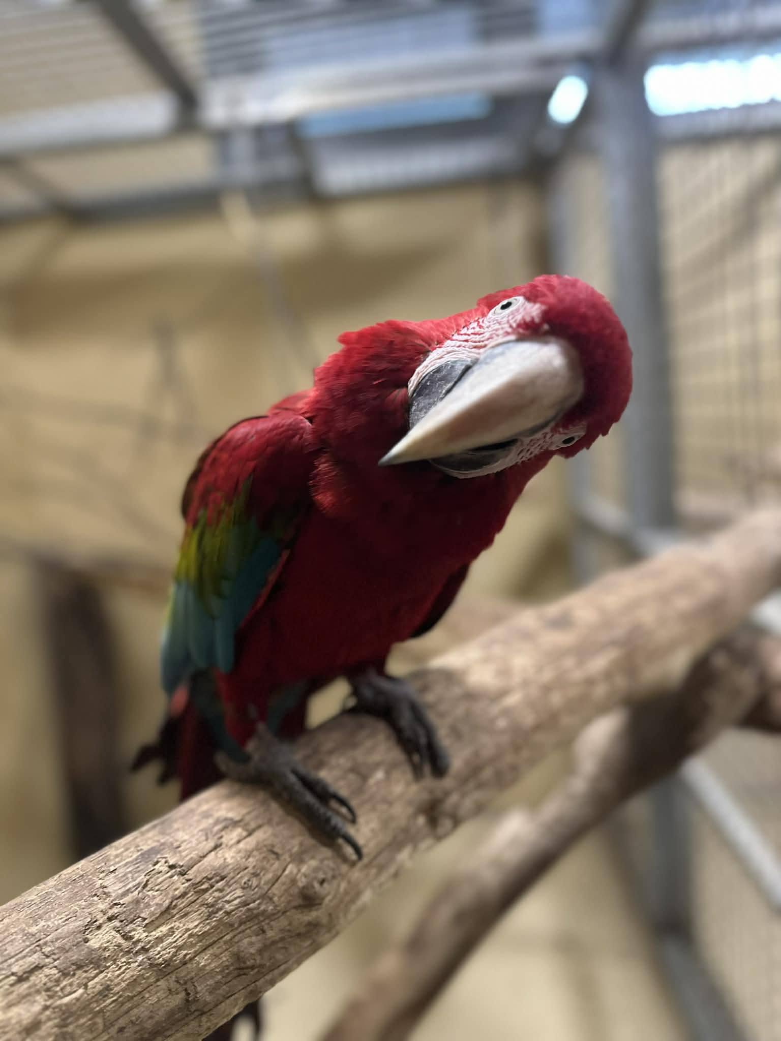 Birds and Trees Day